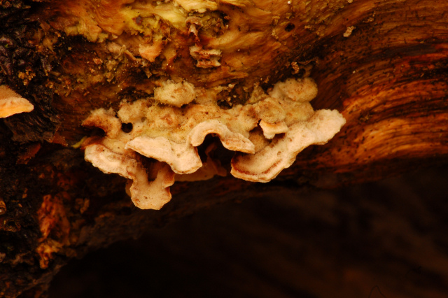 Steccherinum bourdotii